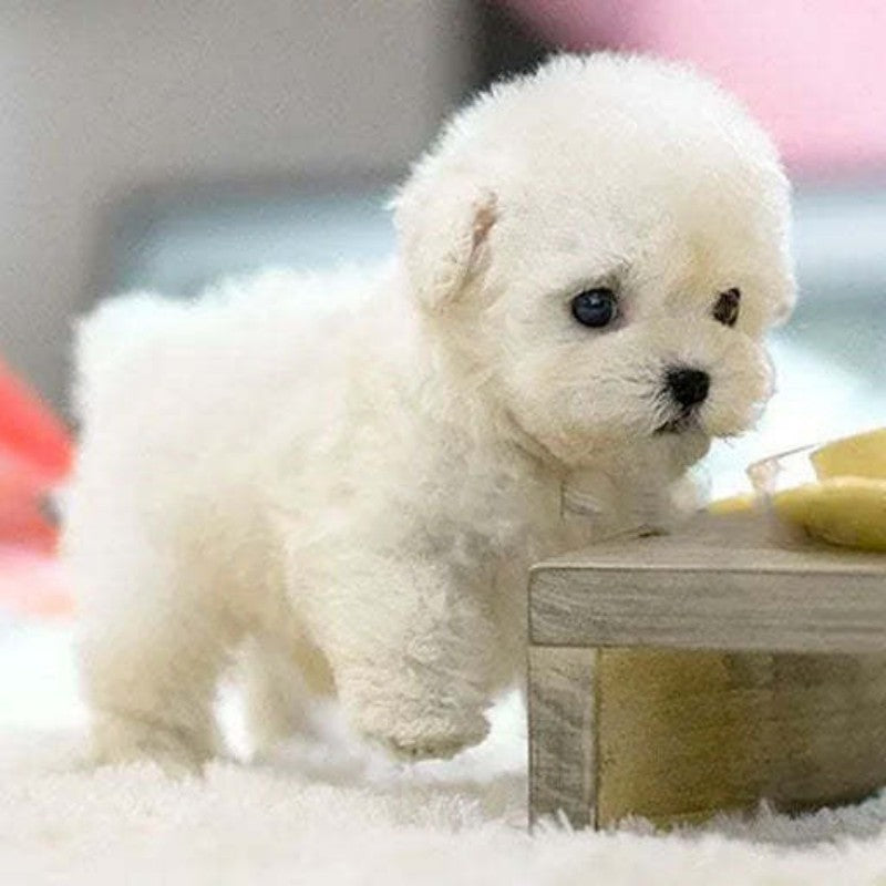chien robot en peluche